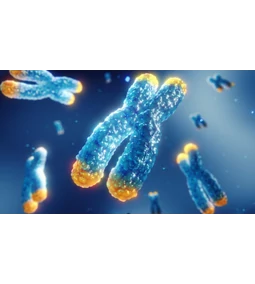 Sejtszintű fiatalítás: A telomerek titka - Így lassíthatod biológiai órádat